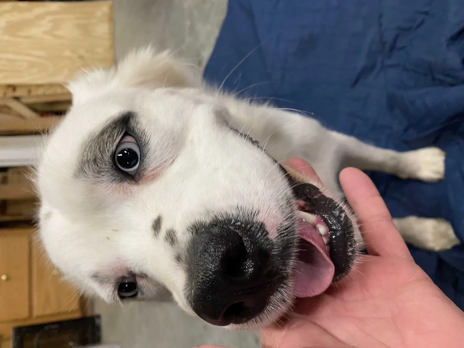 Found dog in Loganville, GA, 30052