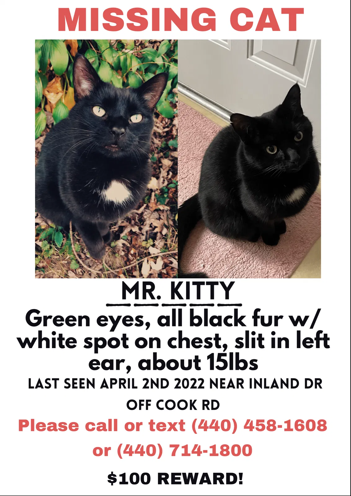 Lost cat in Olmsted Falls, OH, 44138