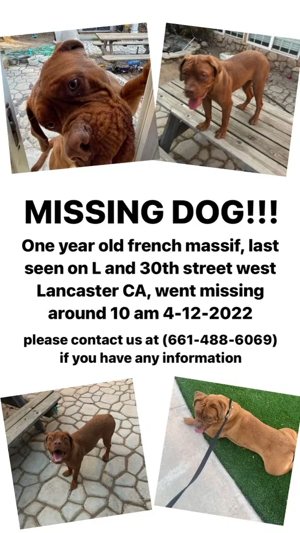 Lost dog in Lancaster, CA, 93536