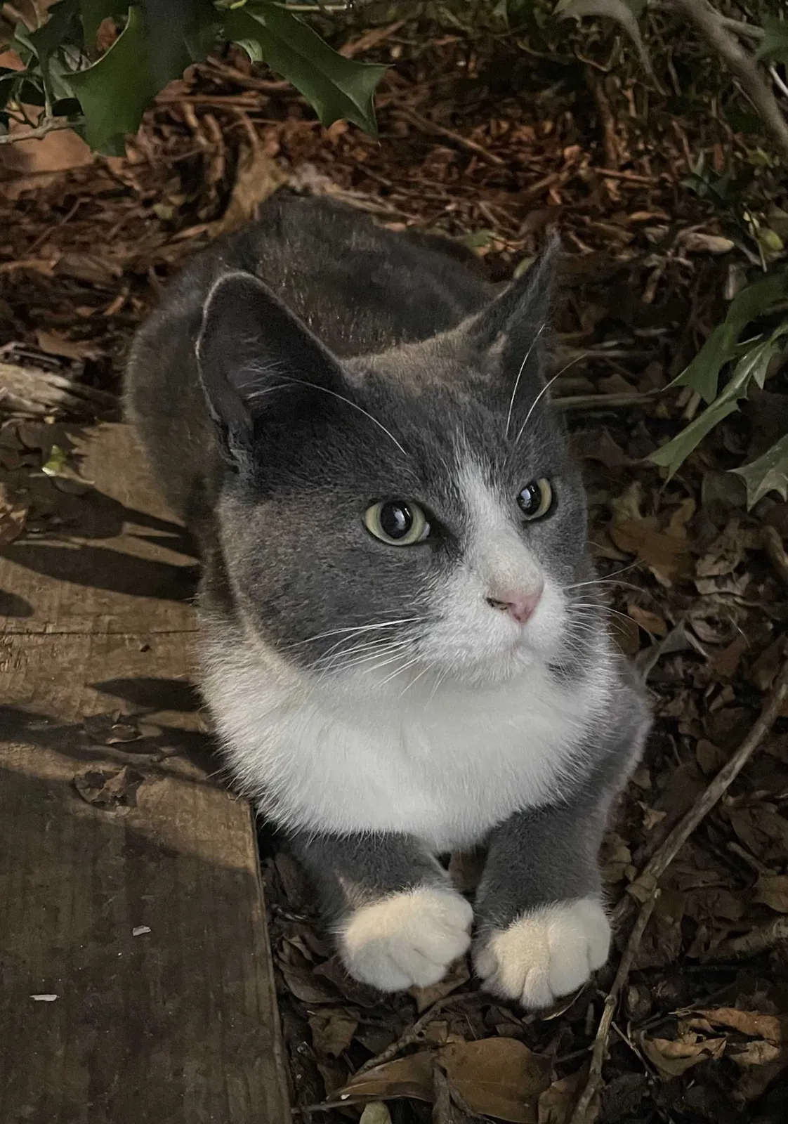 Lost cat in Pensacola, FL, 32514