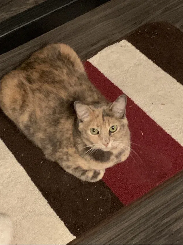 Lost cat in Denton, TX, 76209