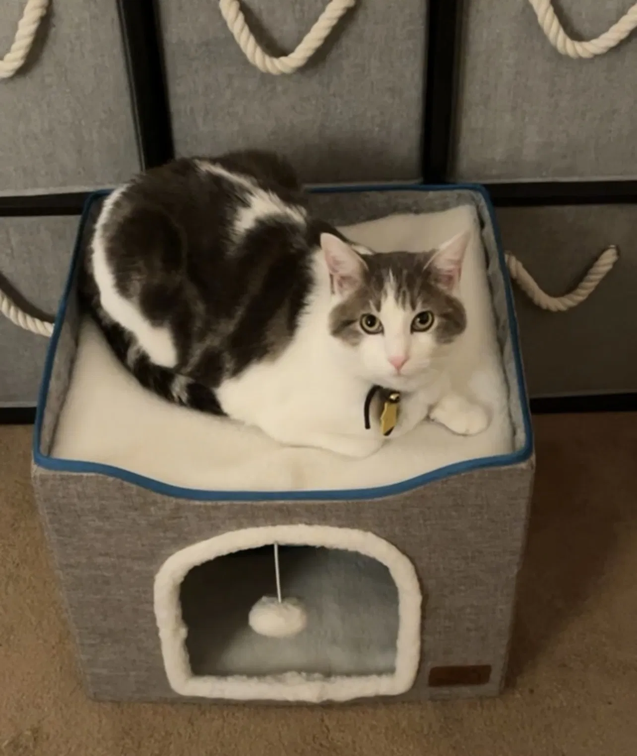 Lost cat in Santa Rosa, CA, 95407