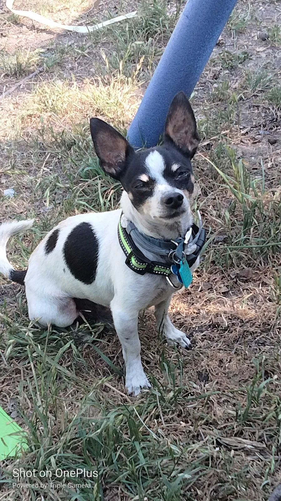 Lost dog in San Antonio, TX, 78210