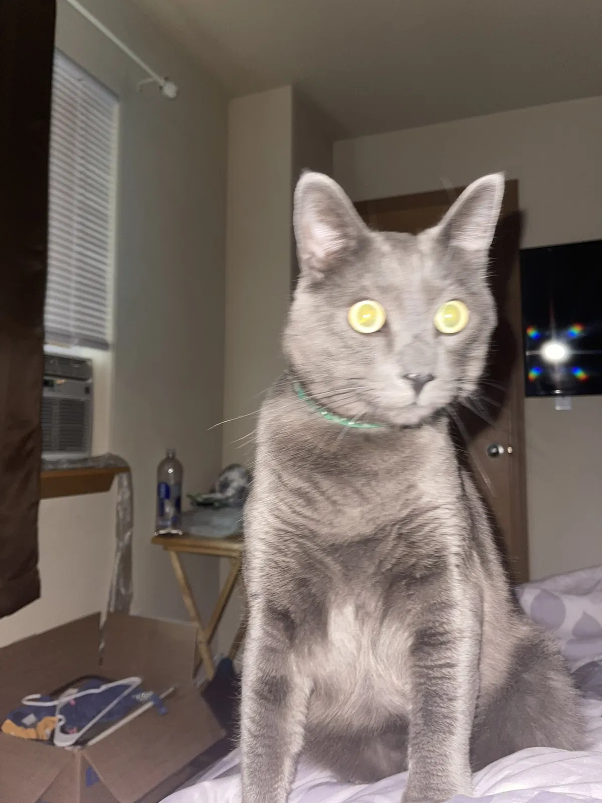 Lost cat in Tacoma, WA, 98408