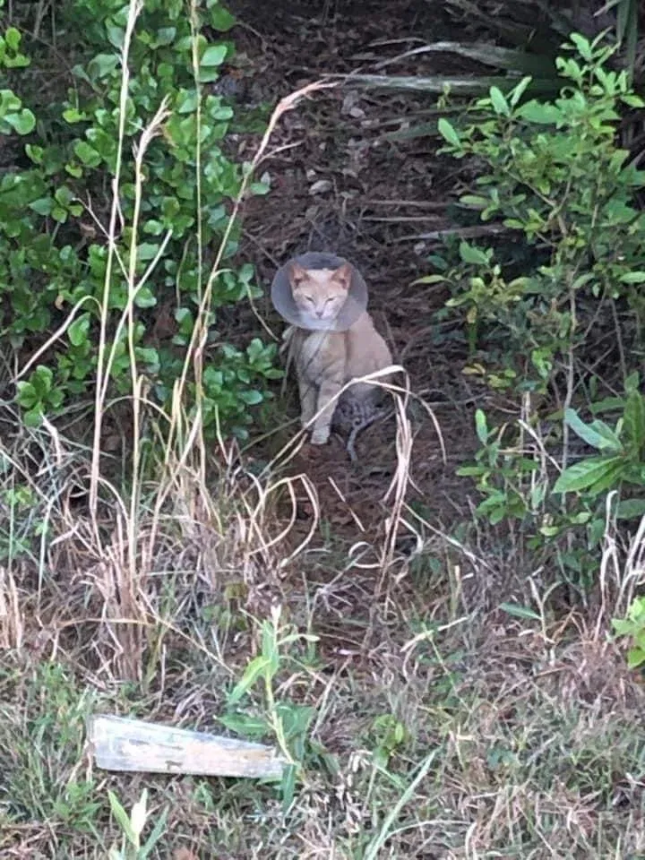 Lost cat in Lake Placid, FL, 33852
