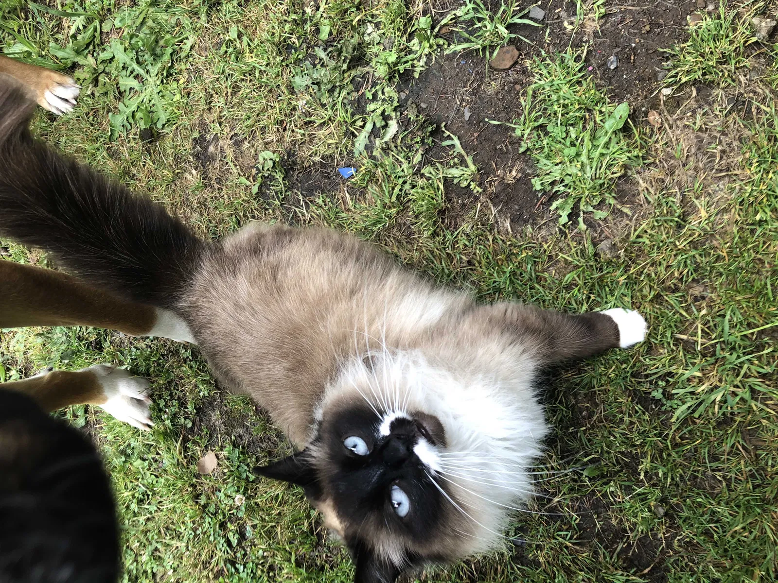 Lost cat in Portland, OR, 97219