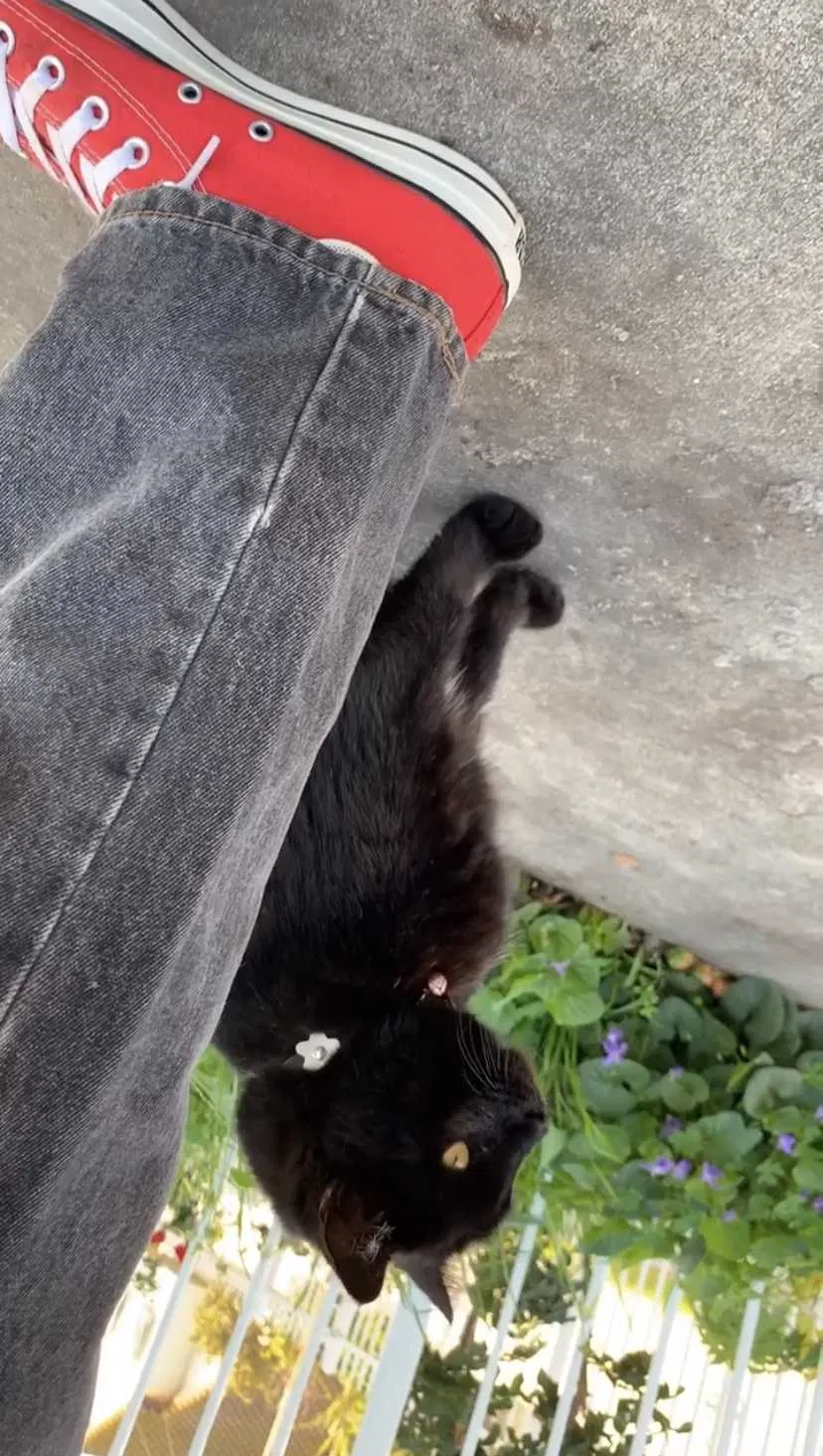 Lost cat in El Monte, CA, 91732