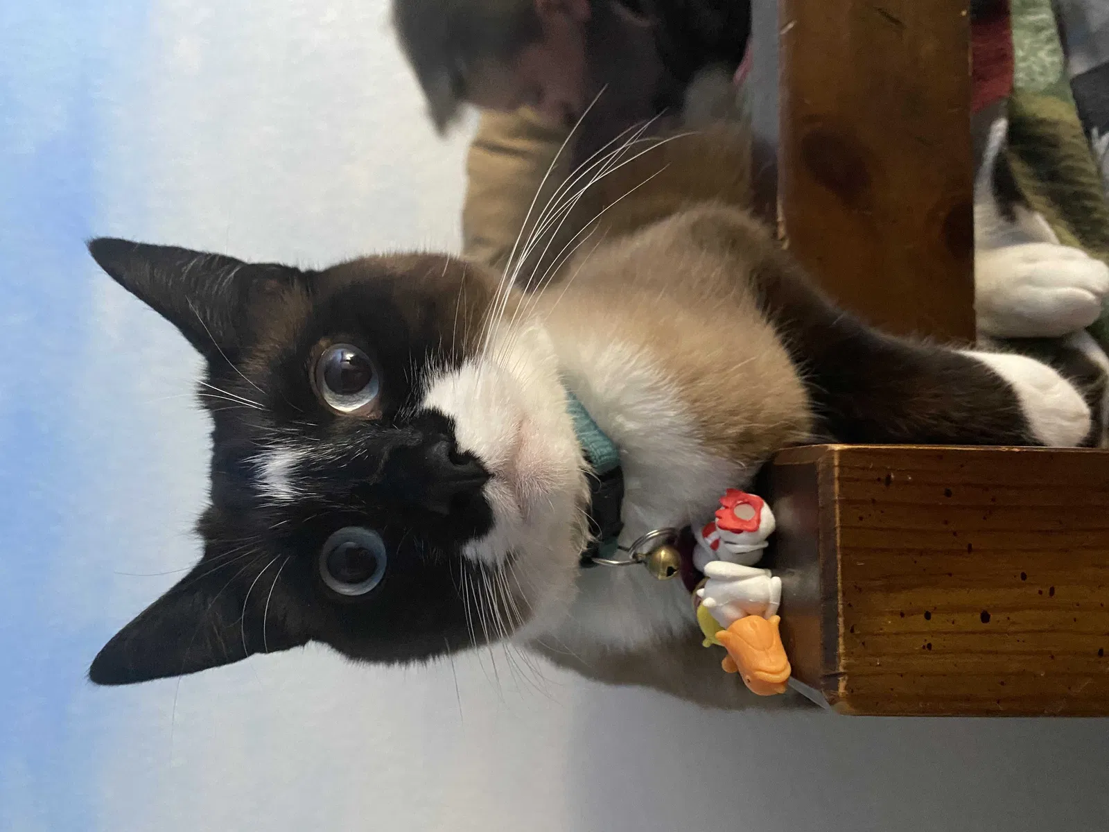 Lost cat in Commerce City, CO, 80022