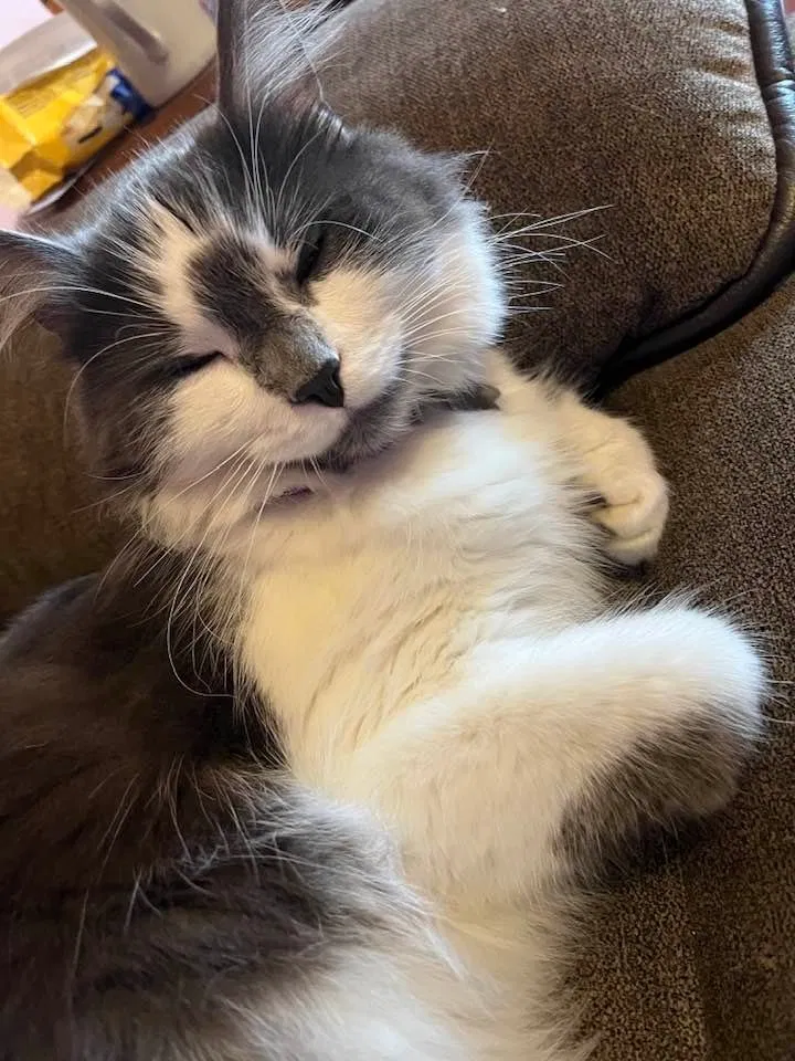 Lost cat in Murfreesboro, TN, 37127