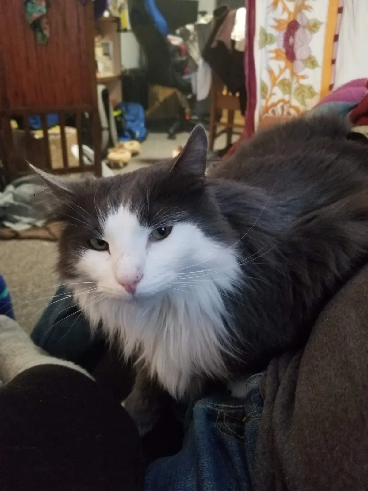 Lost cat in Fort Collins, CO, 80525