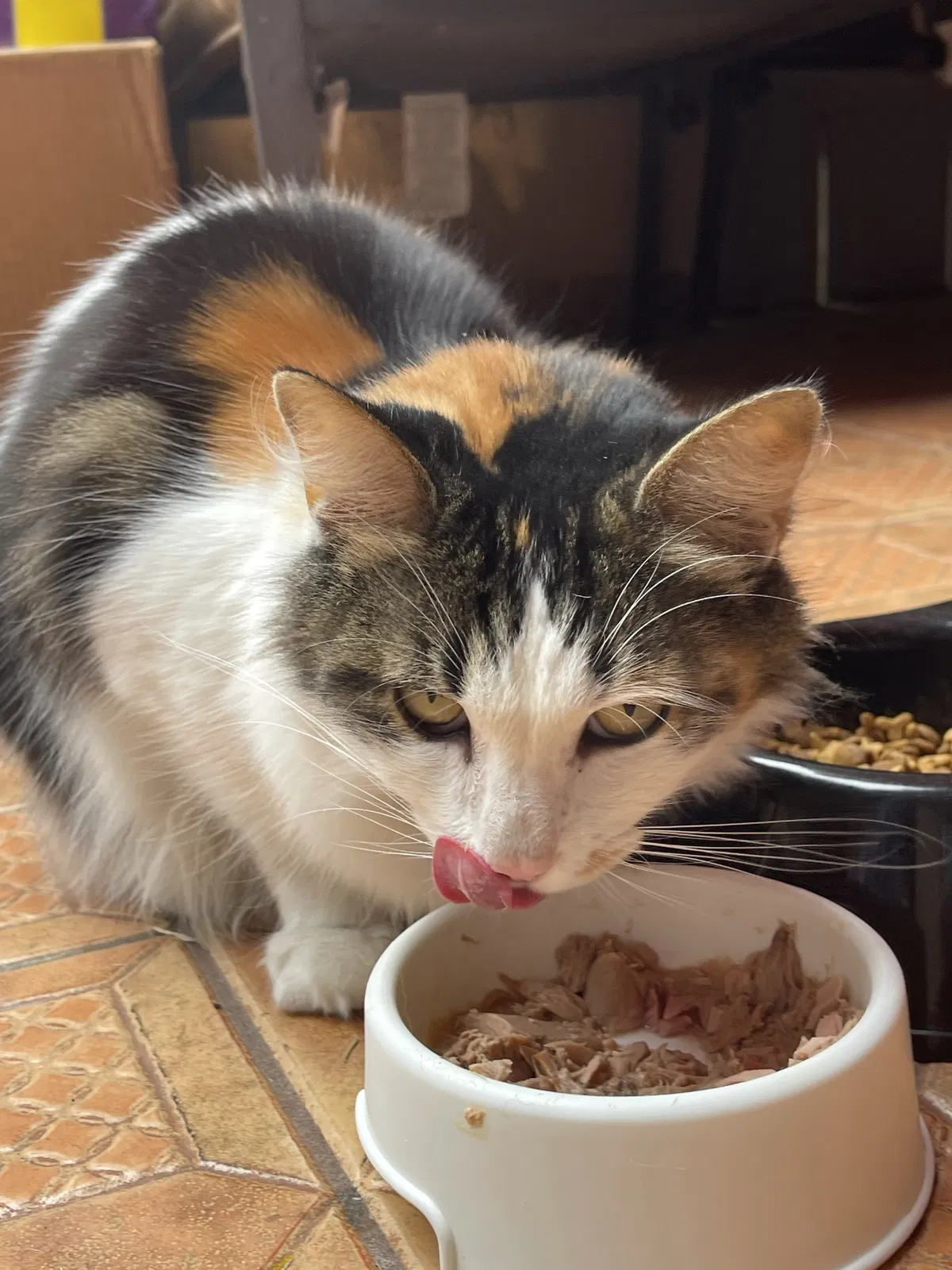 Lost cat in San Diego, CA, 92154