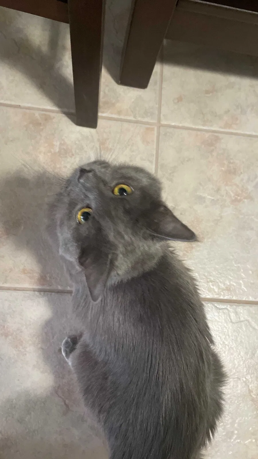 Lost cat in Punta Gorda, FL, 33980