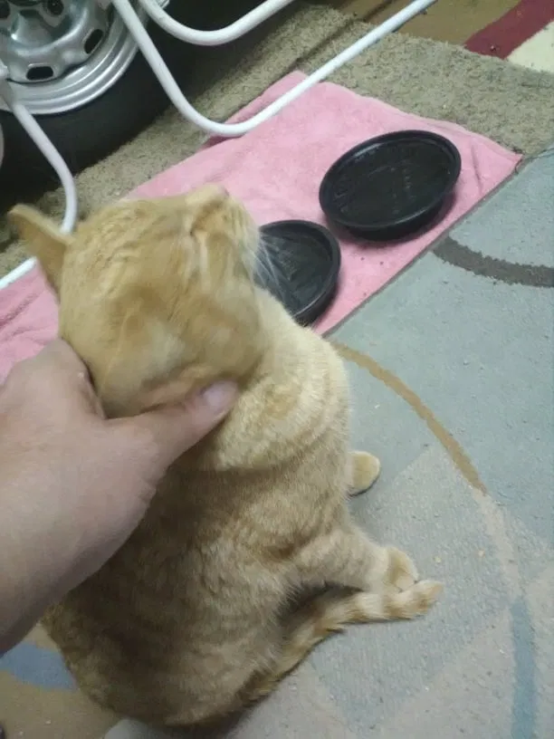 Lost cat in Rio Rancho, NM, 87144
