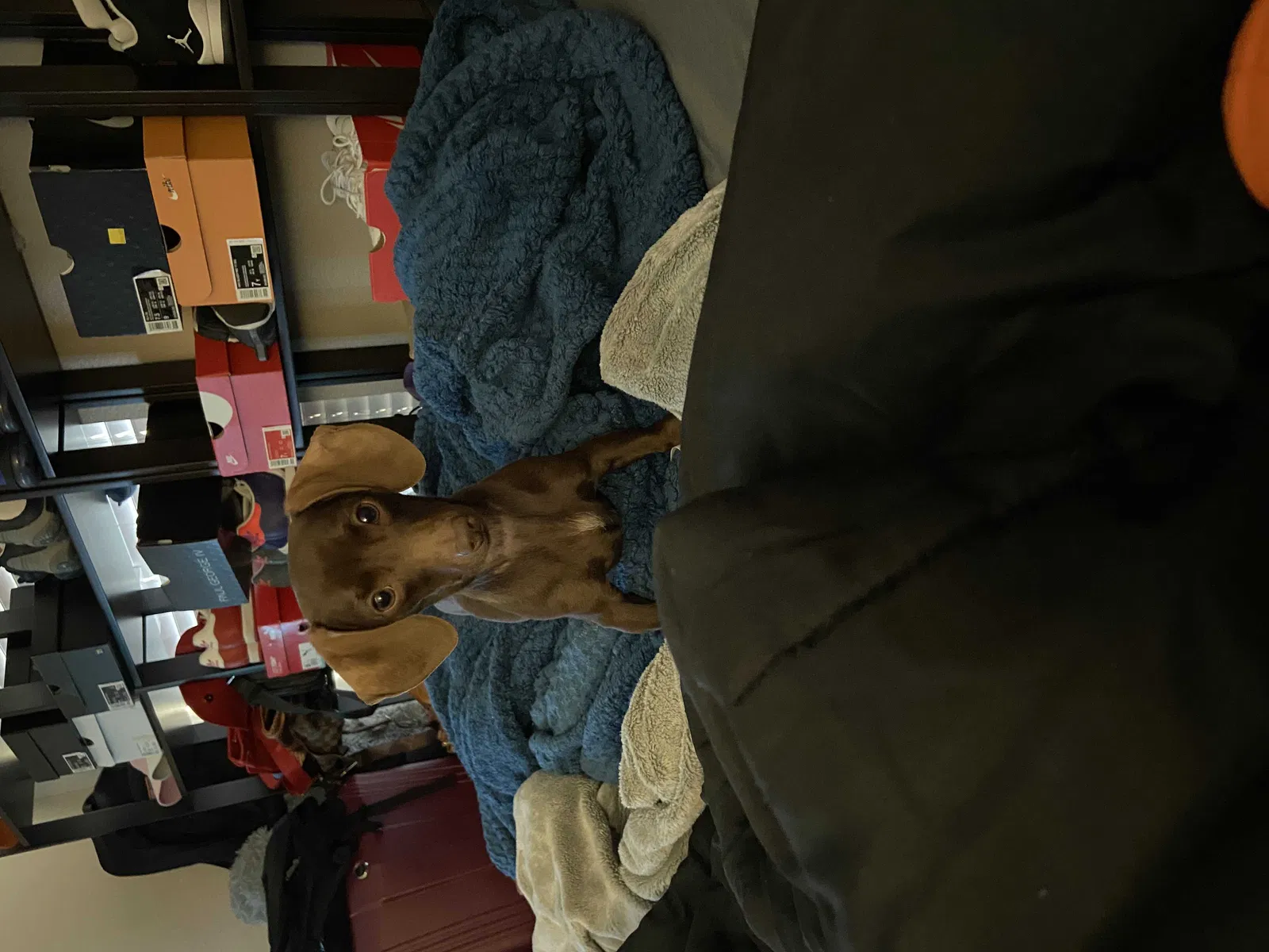 Lost dog in Houston, TX, 77044