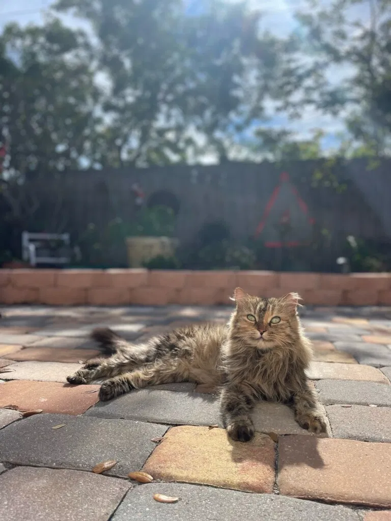 Lost cat in Merritt Island, FL, 32953