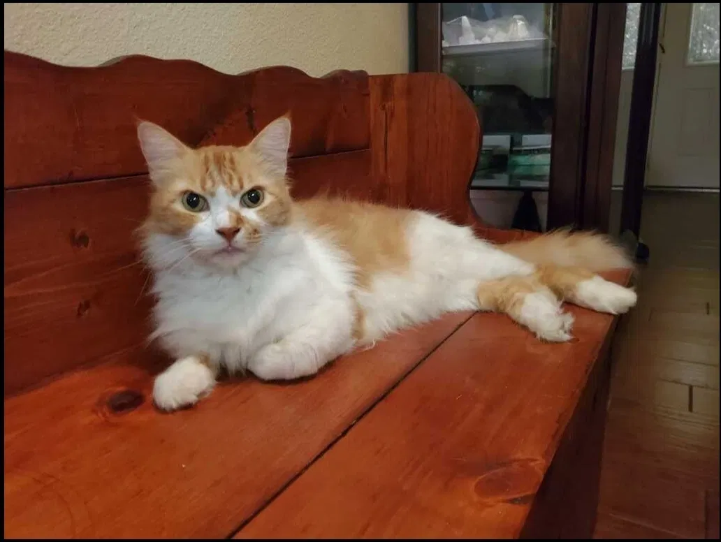 Lost cat in Houston, TX, 77040