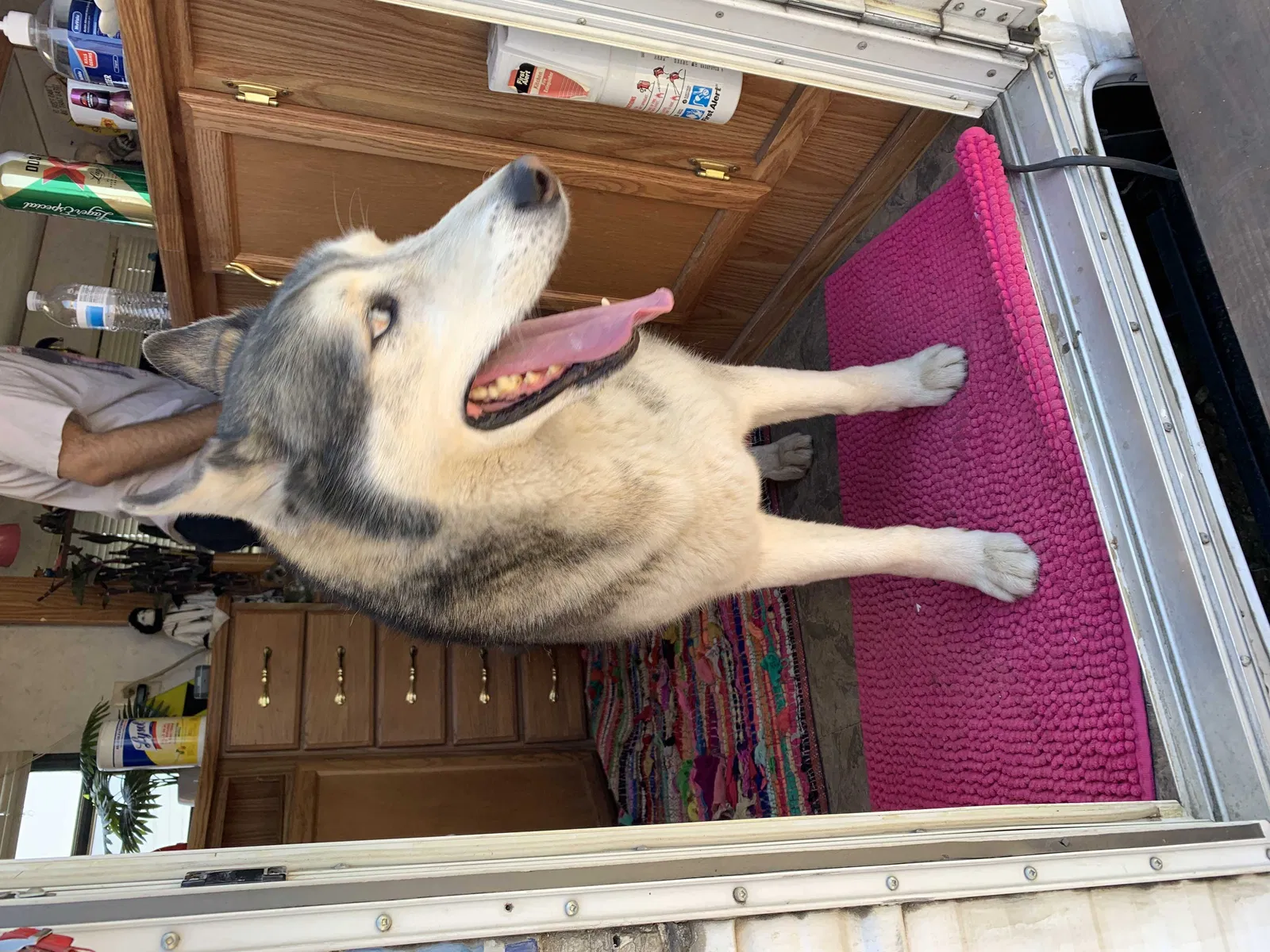 Found dog in Bloomington, CA, 92316