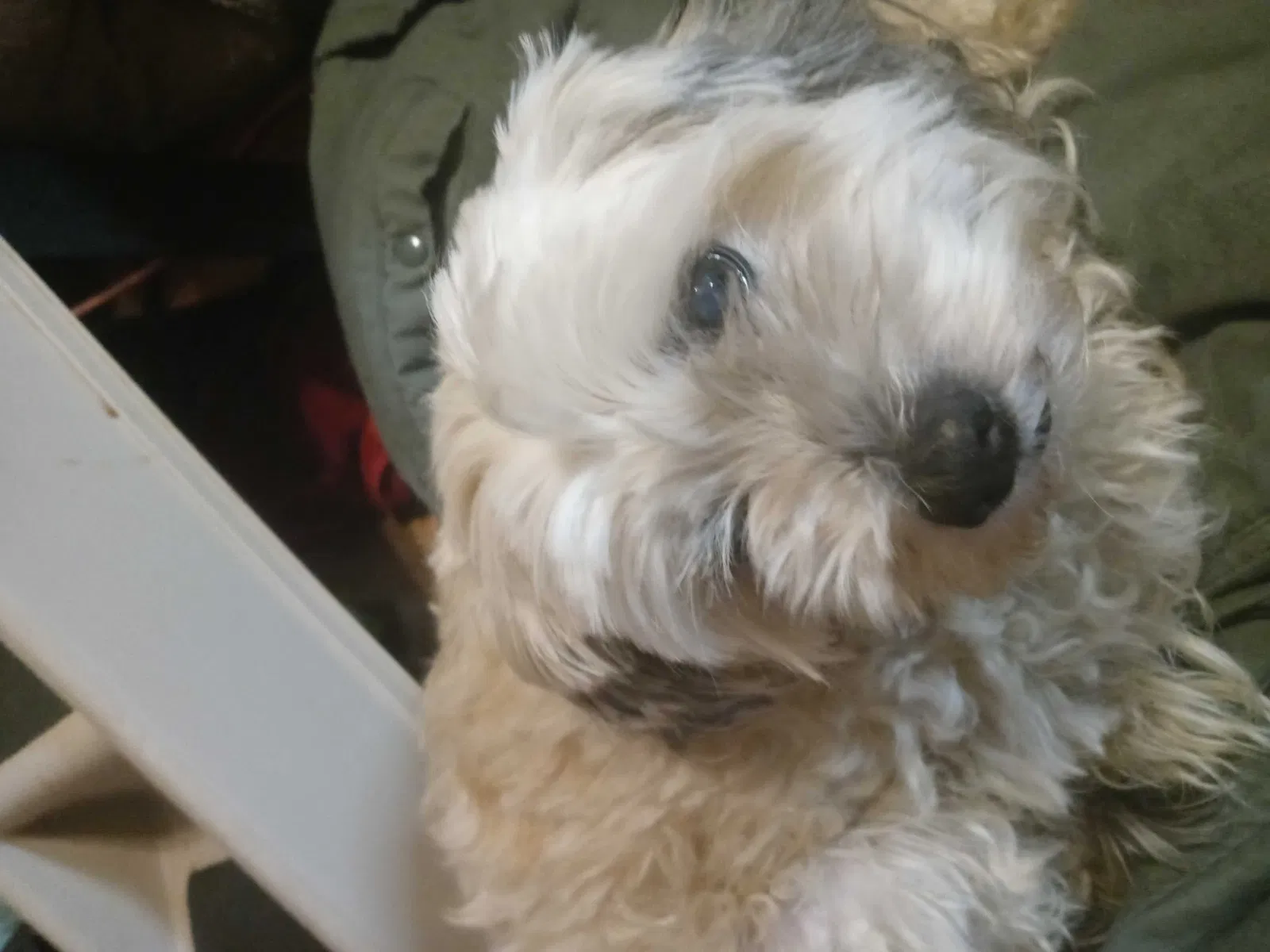 Lost dog in Suisun City, CA, 94585