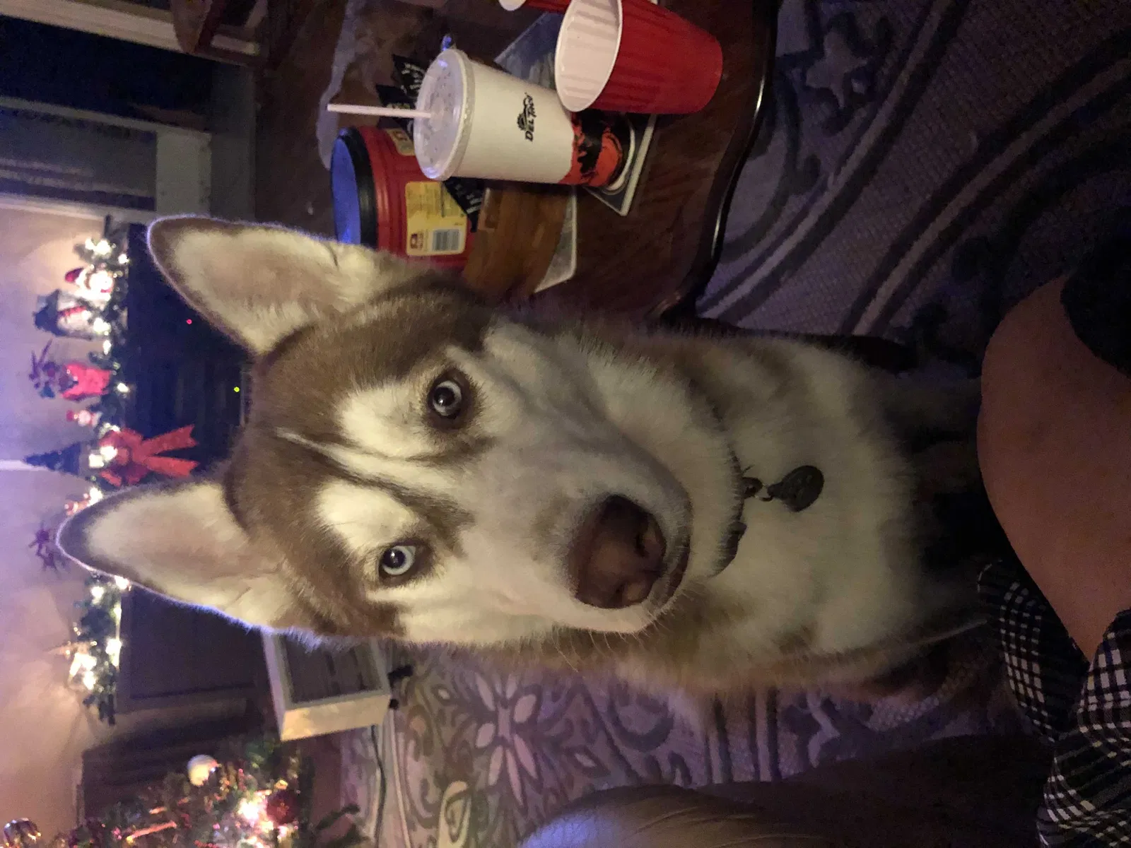 Lost dog in Bakersfield, CA, 93305