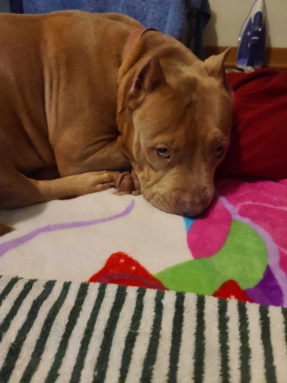 Lost dog in Milwaukee, WI, 53223