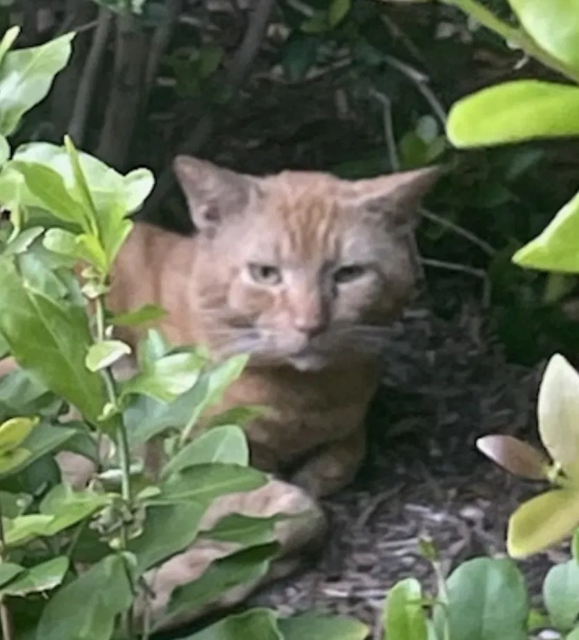 Lost cat in Jupiter, FL, 33458