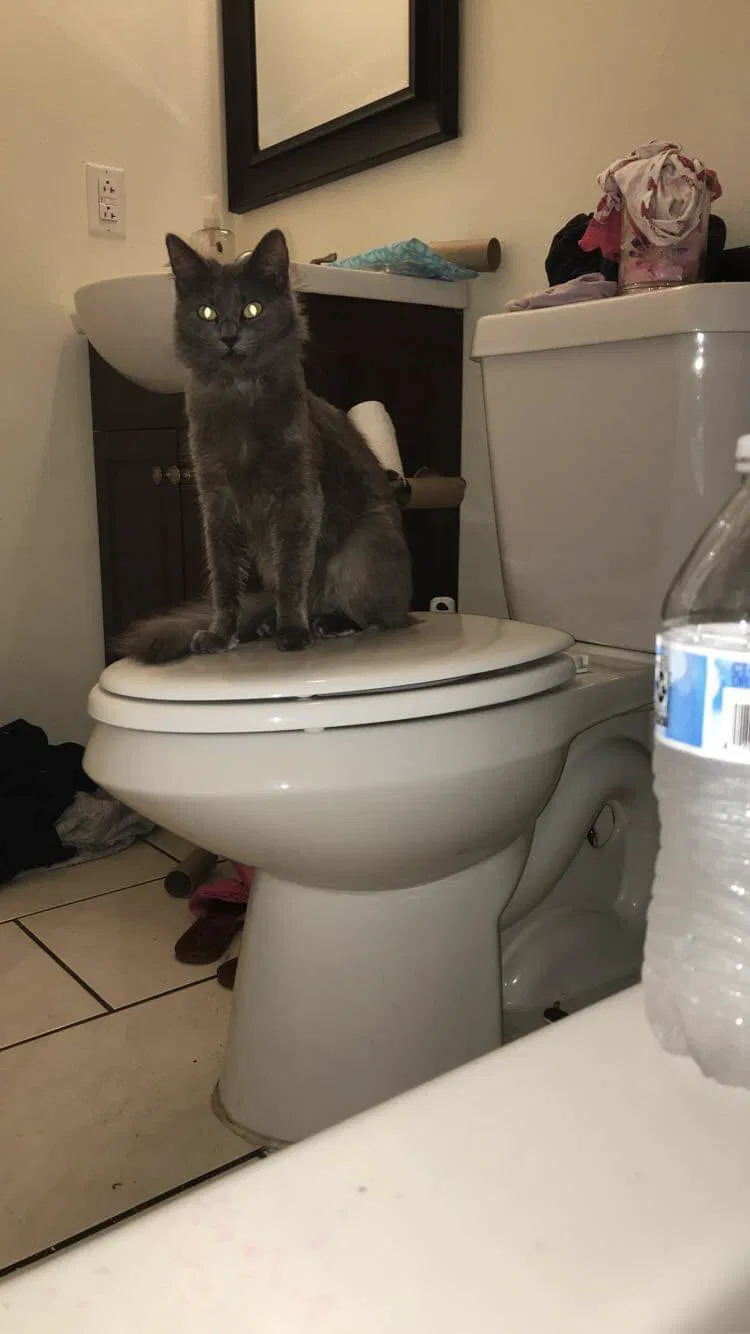 Lost cat in Aiken, SC, 29808