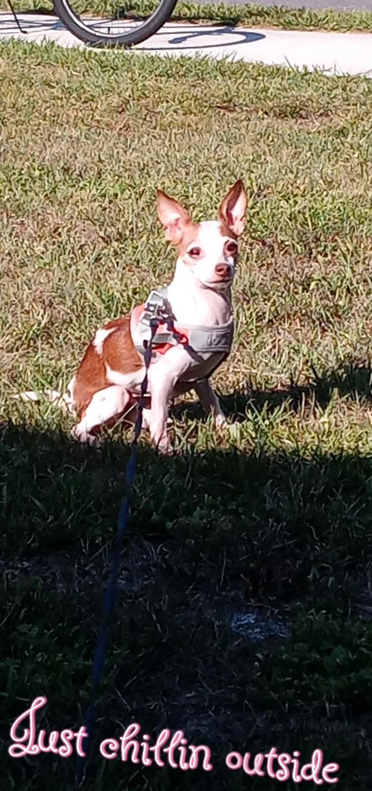 Lost dog in Orlando, FL, 32825