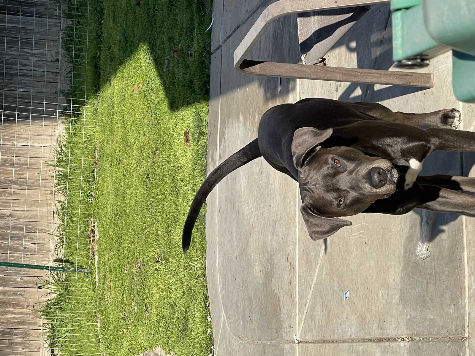Lost dog in Stockton, CA, 95209