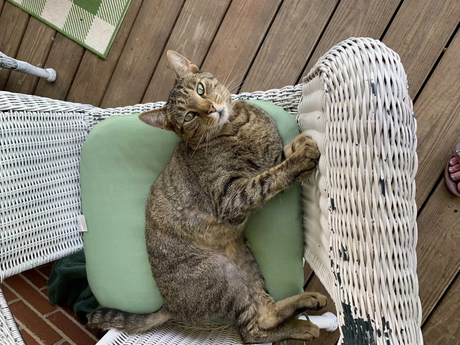 Lost cat in Denver, NC, 28037