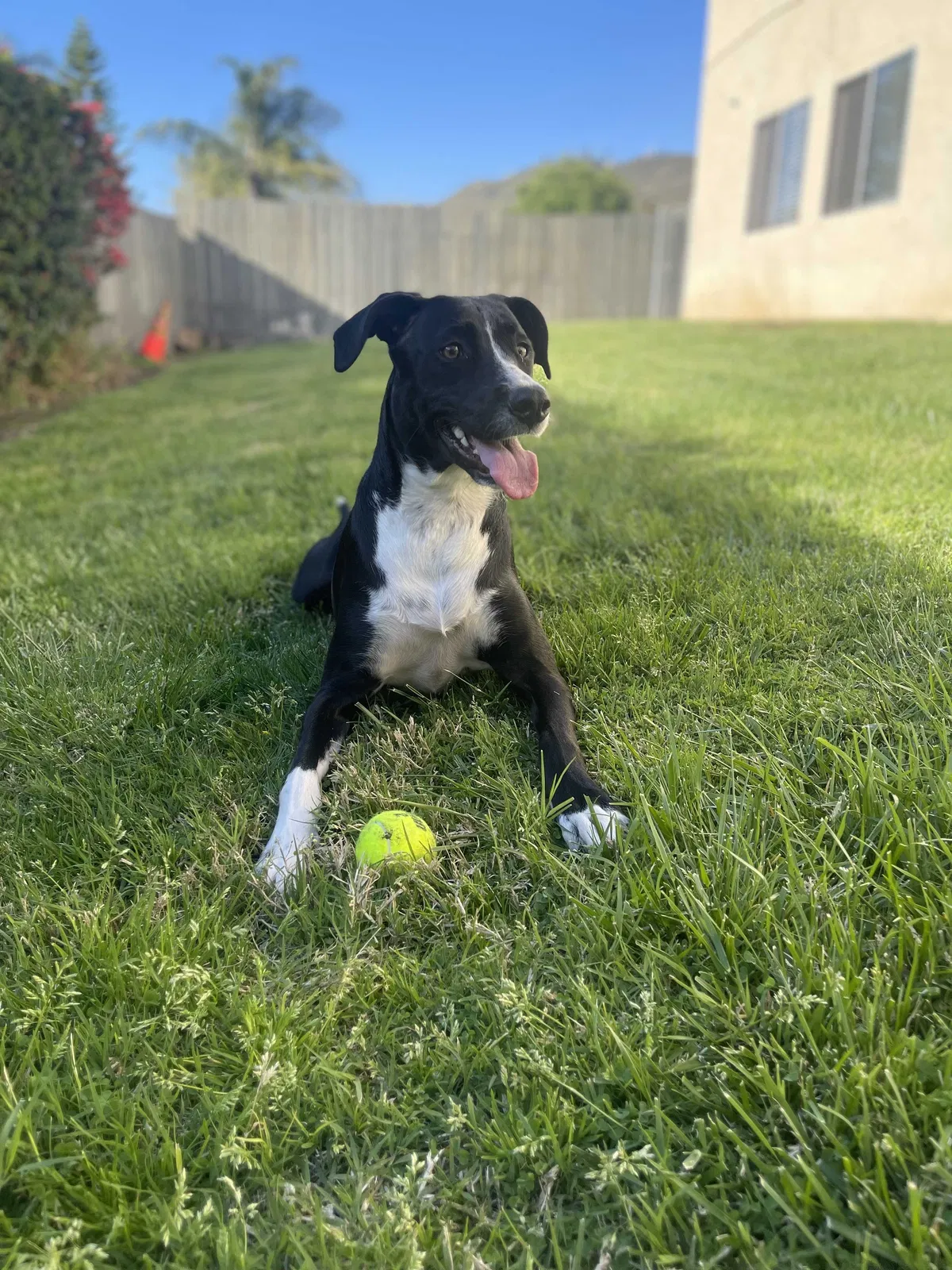 Lost dog in El Cajon, CA, 92021