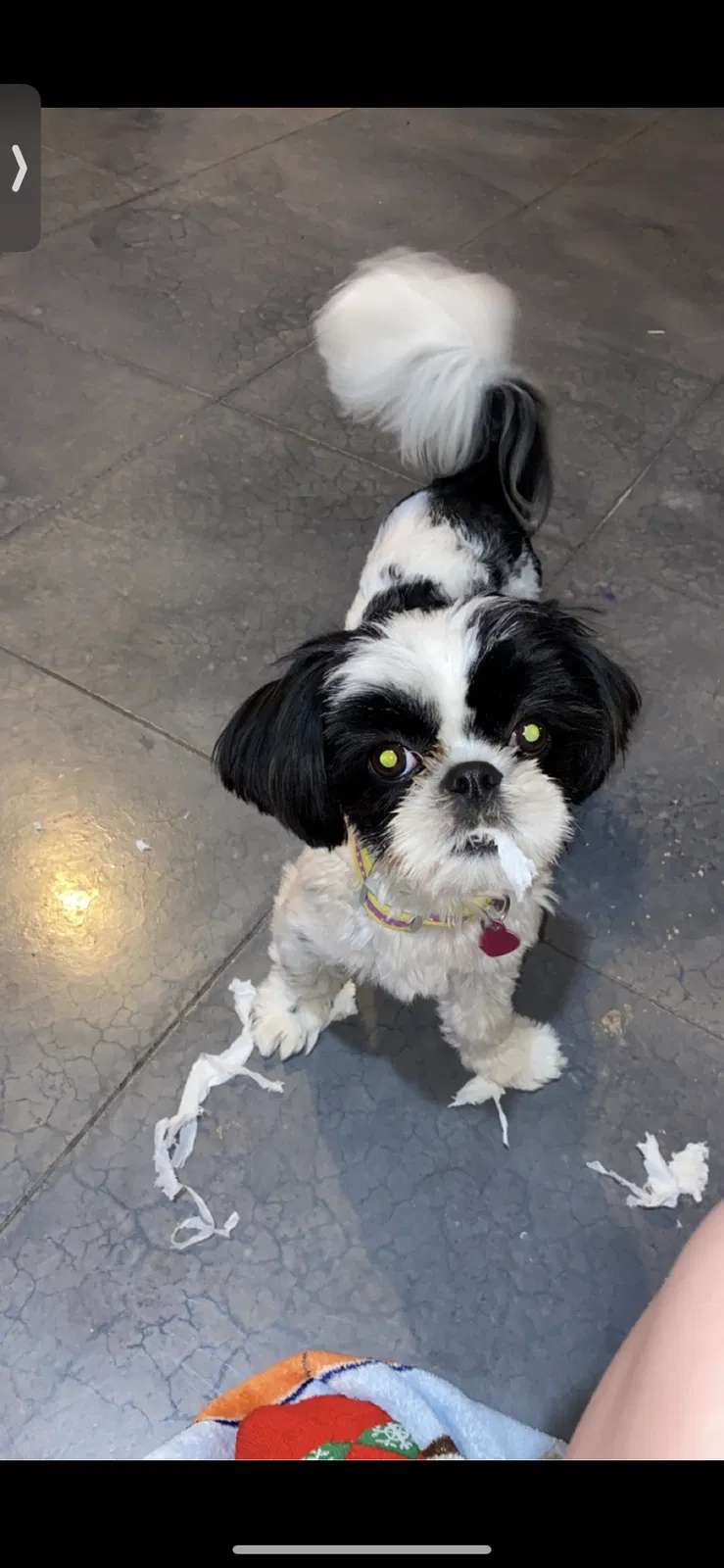 Lost dog in Springfield, MO, 65810