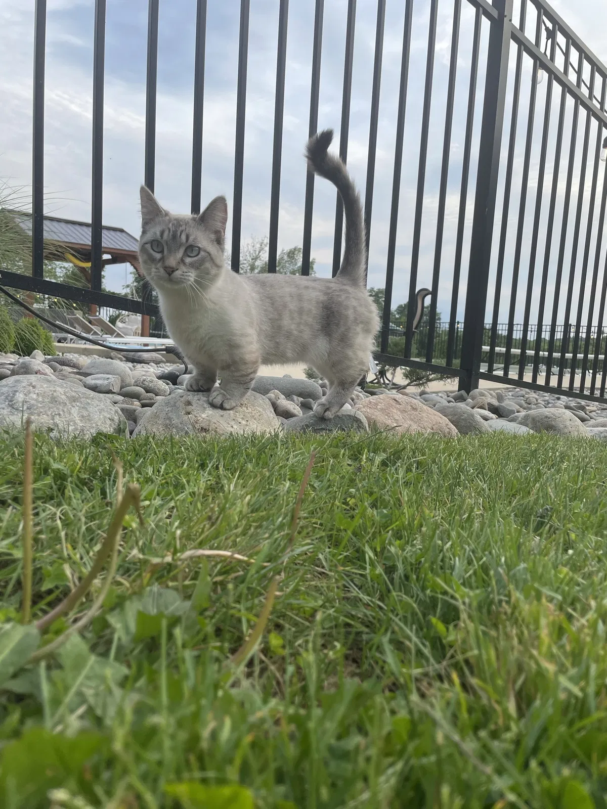 Lost cat in Nazareth, PA, 18064