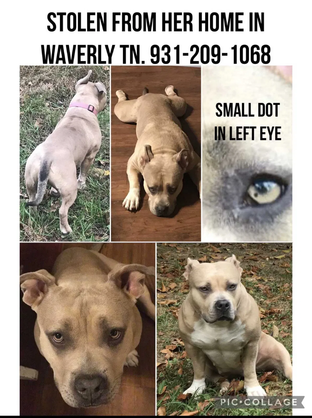 Lost dog in Waverly, TN, 37185