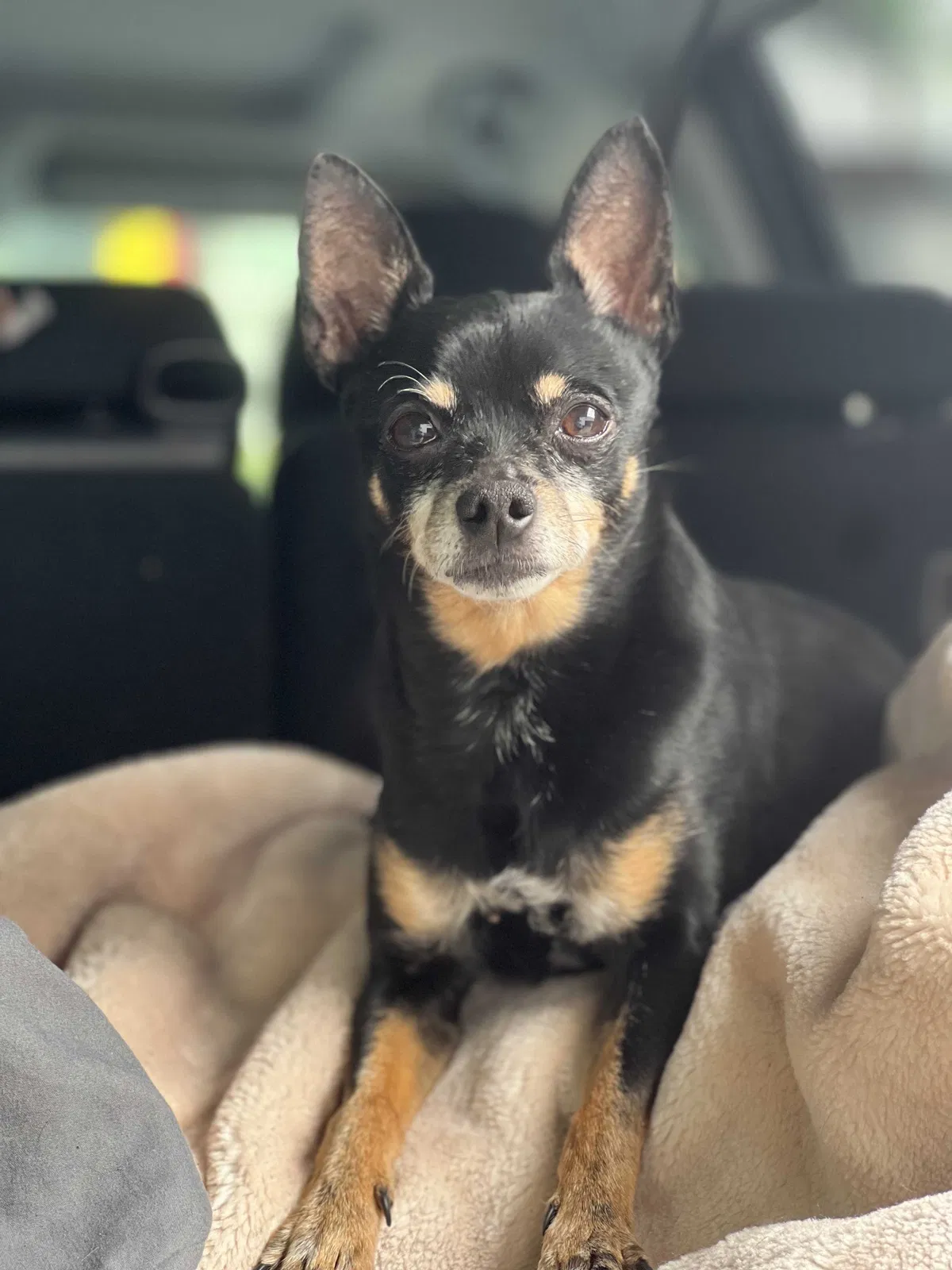 Lost dog in South Gate, CA, 90280