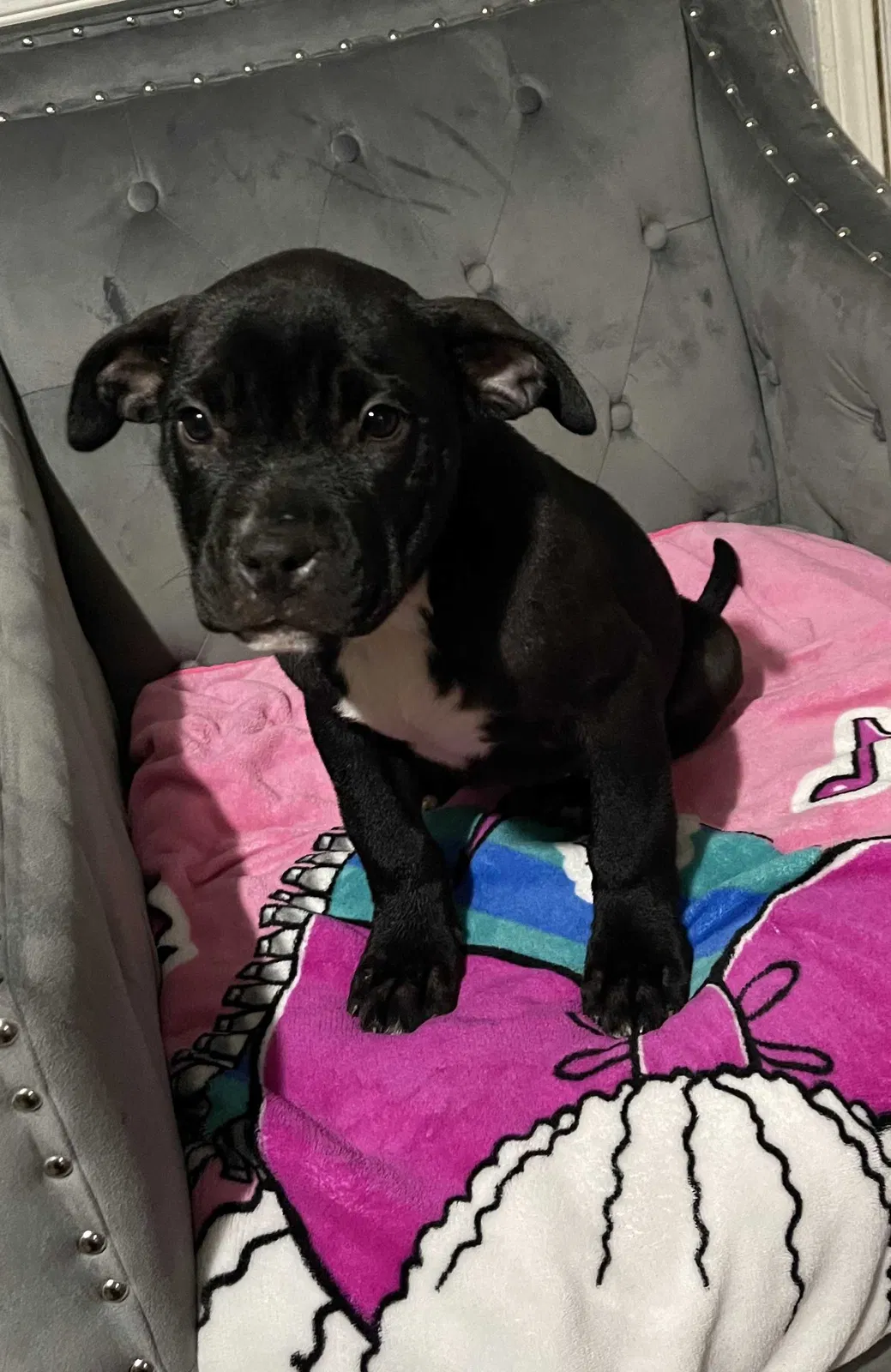 Lost dog in Montgomery, AL, 36117