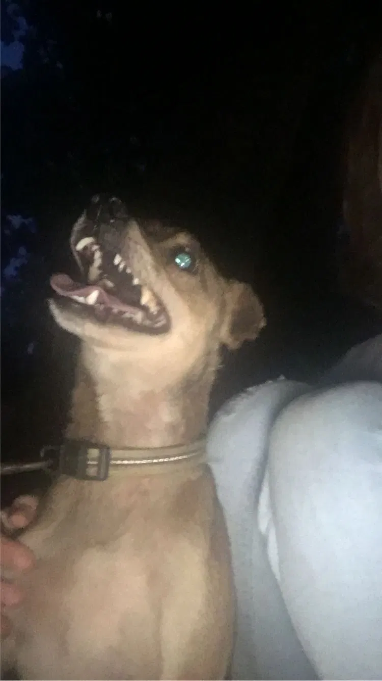Lost dog in Hixson, TN, 37343