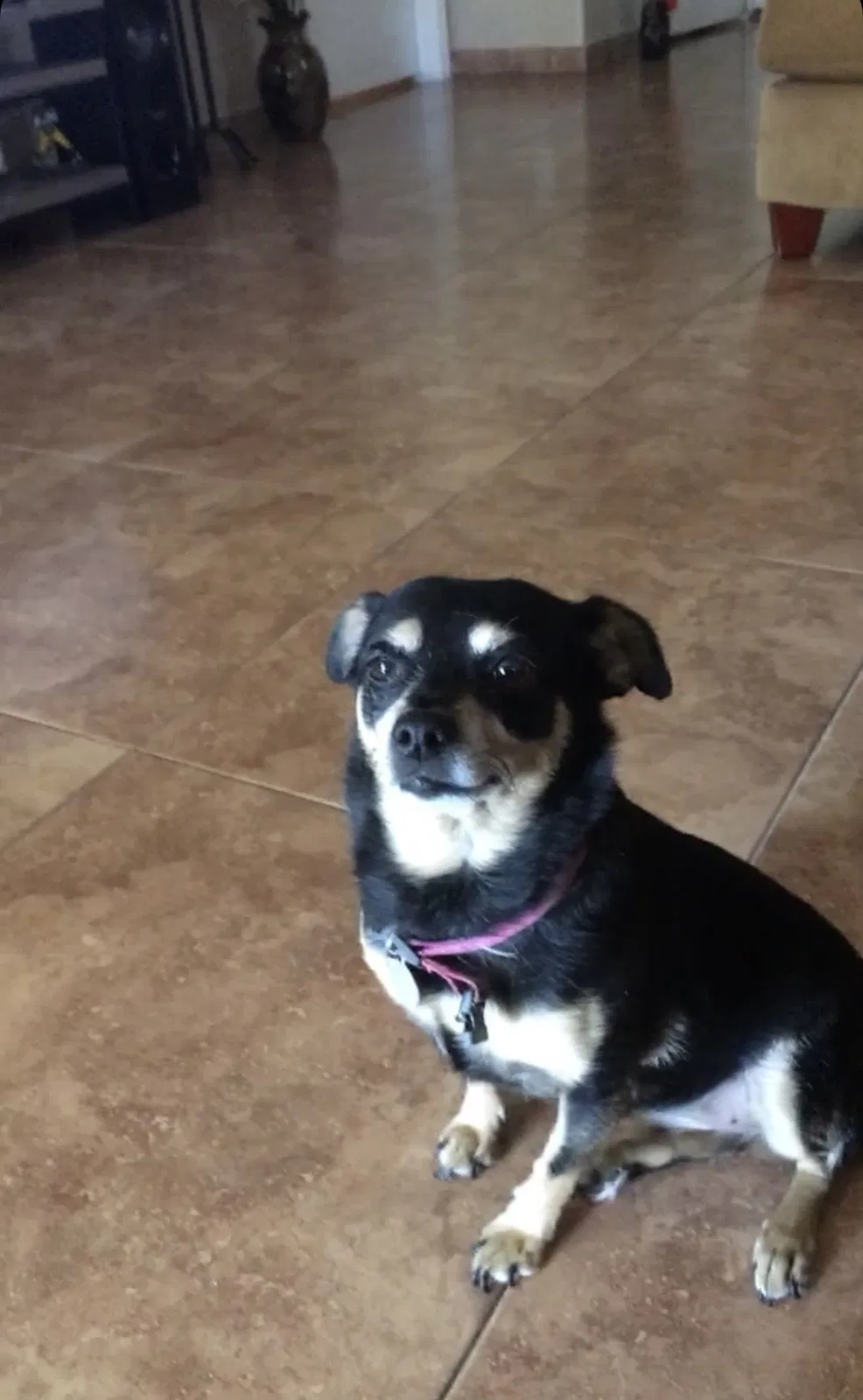 Lost dog in El Mirage, AZ, 85335