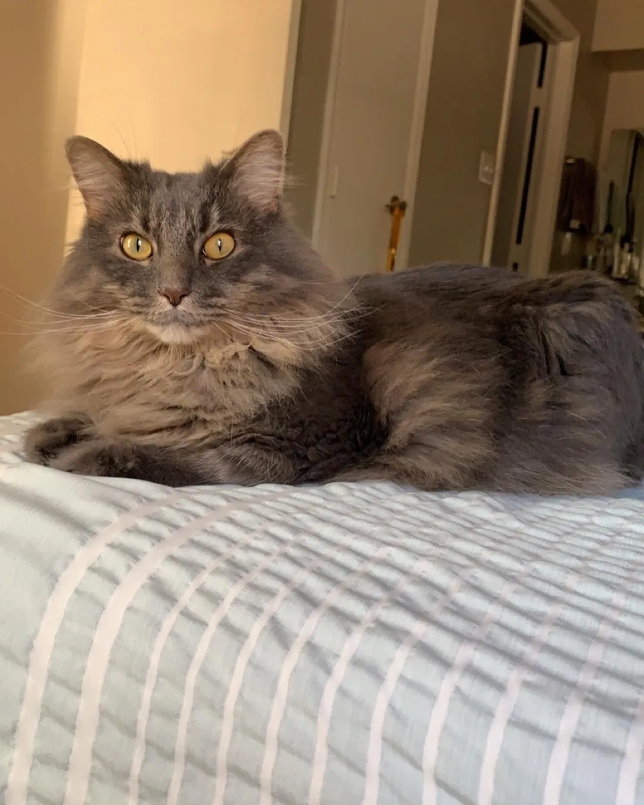 Lost cat in Phoenix, AZ, 85044