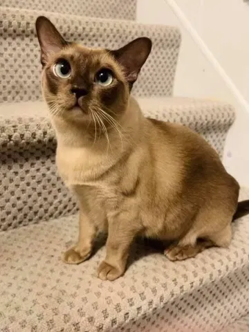 Lost cat in Fairfax, VA, 22033