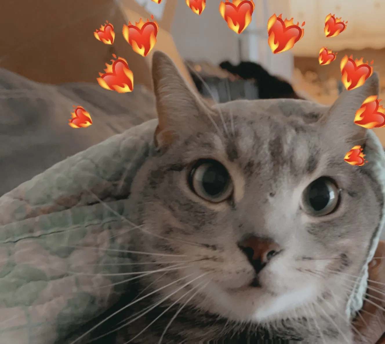 Lost cat in Greensboro, NC, 27406