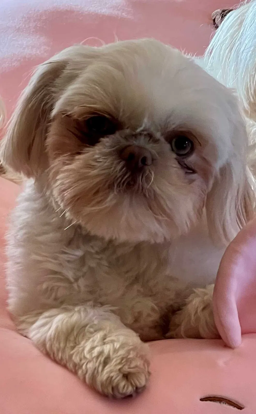 Lost dog in Austin, TX, 78734