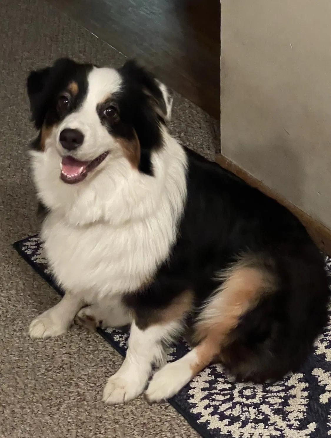 Lost dog in Tomball, TX, 77375