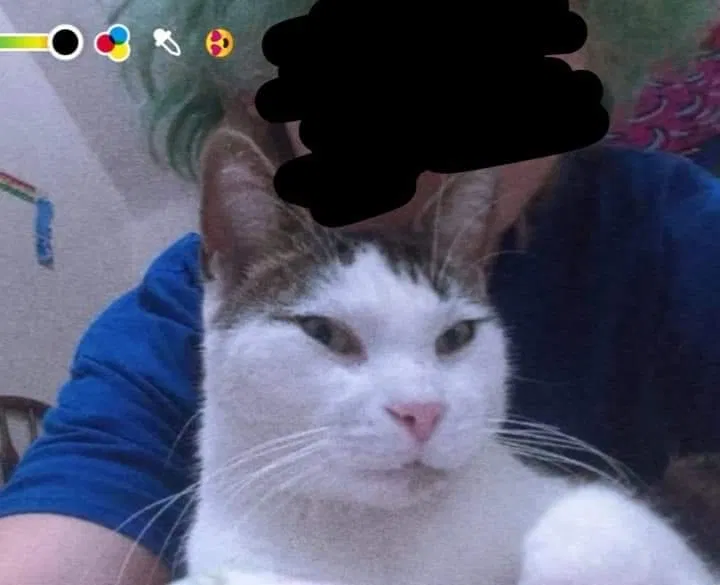 Lost cat in Toledo, OH, 43605