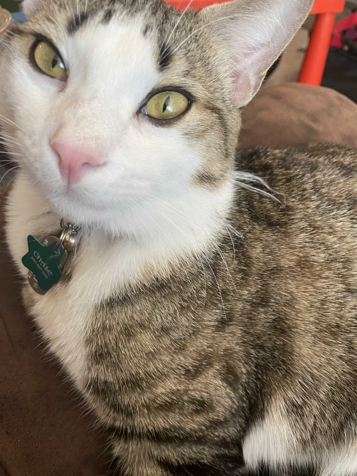 Lost cat in Charlotte, NC, 28210