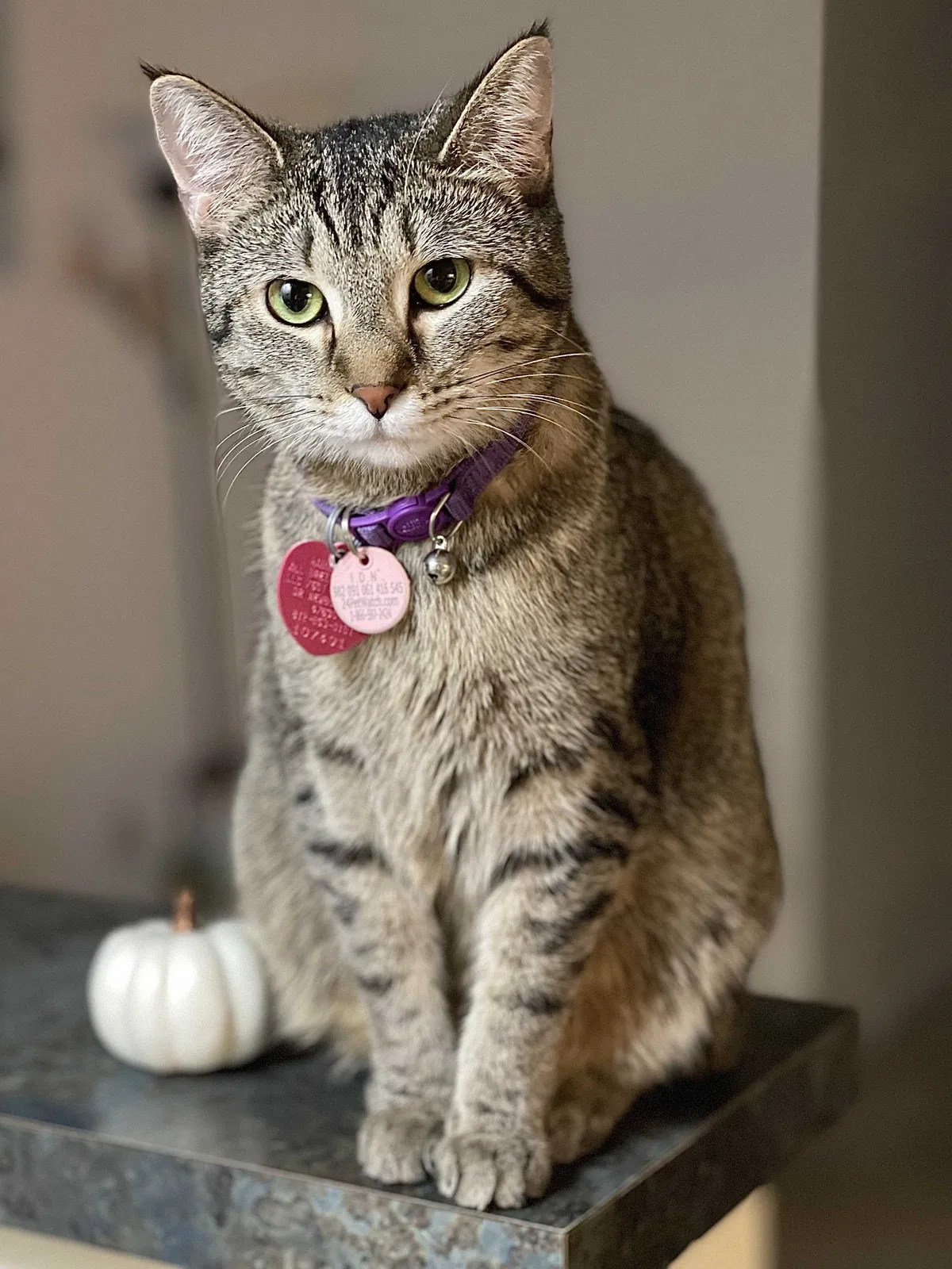 Lost cat in Evansville, IN, 47715