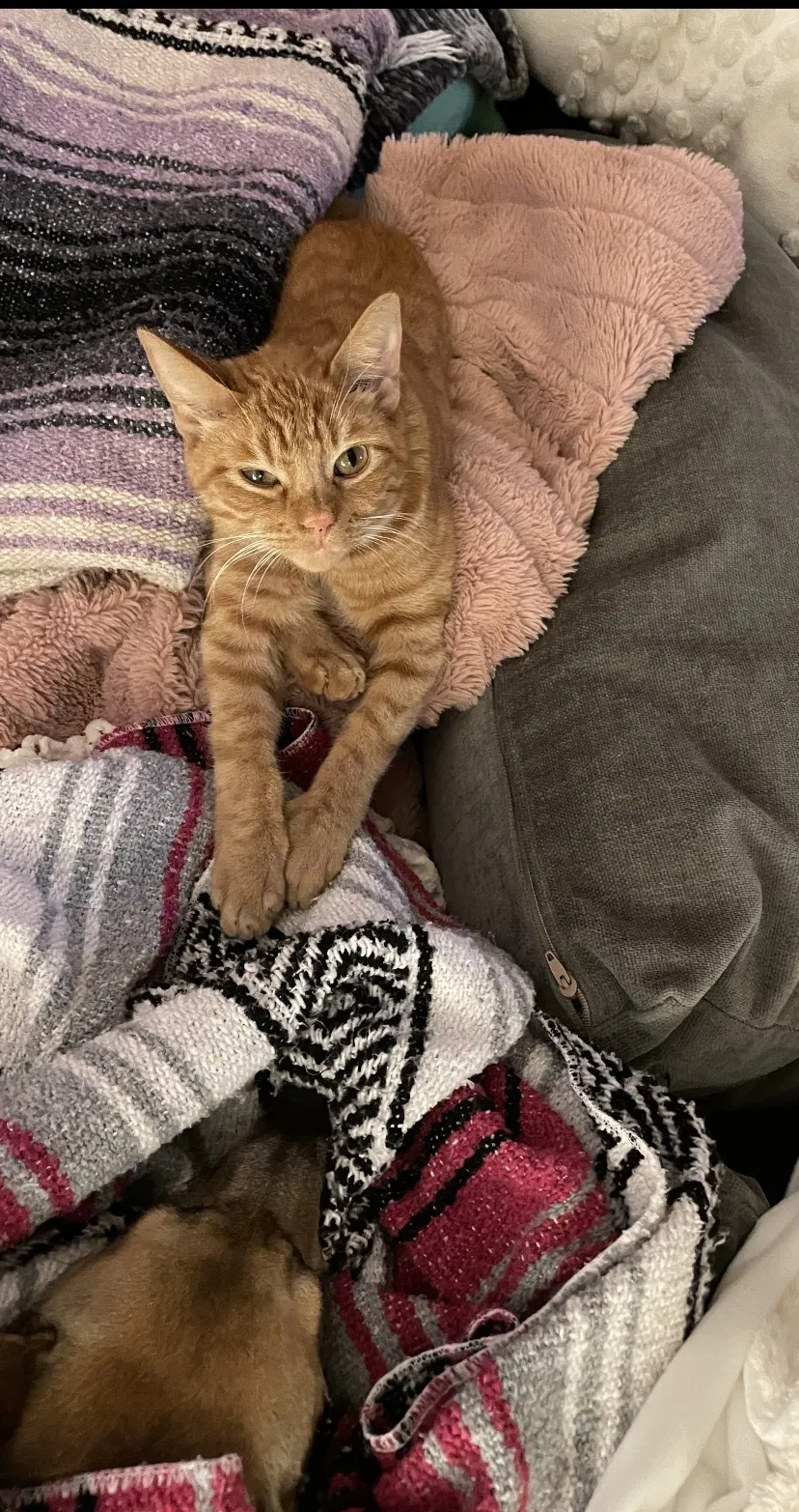 Lost cat in Oceanside, CA, 92054