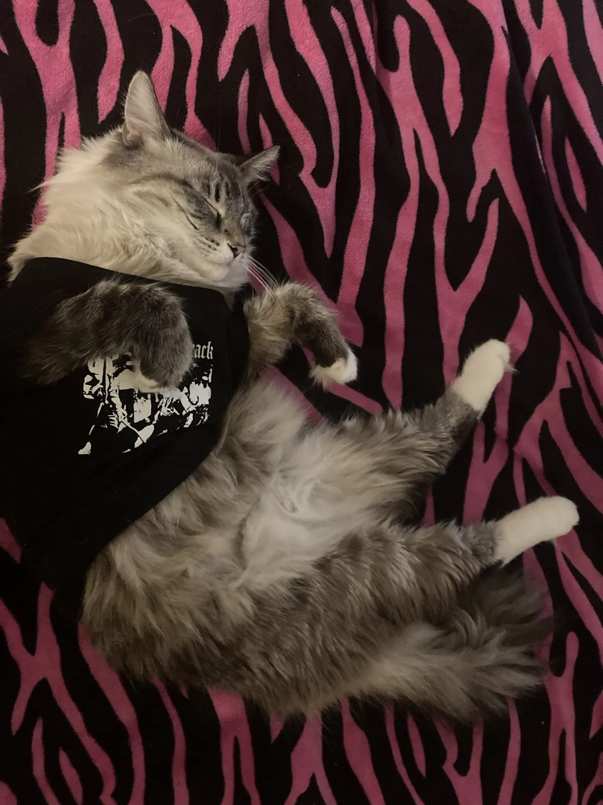 Lost cat in Fontana, CA, 92336