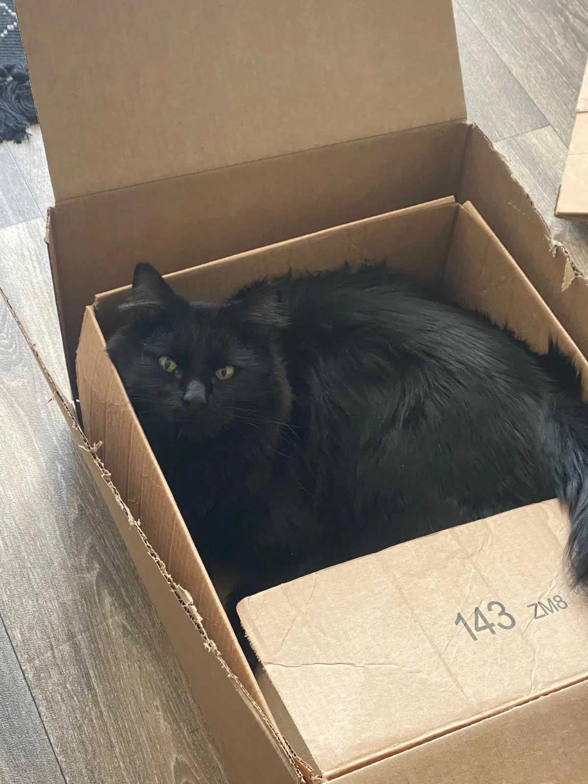 Lost cat in Colorado Springs, CO, 80906