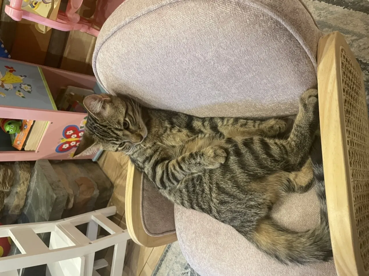 Lost cat in Rye, NY, 10580