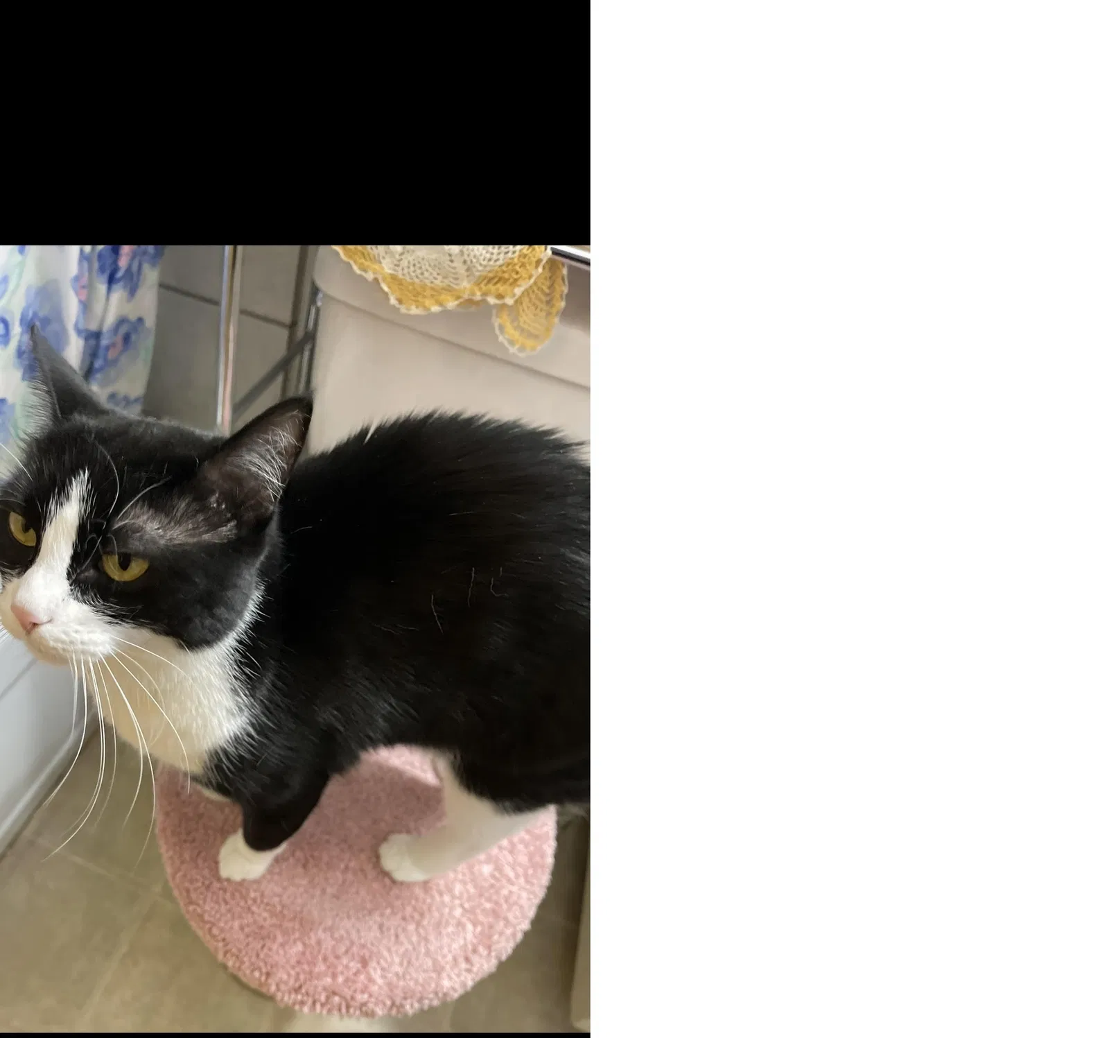 Lost cat in Sacramento, CA, 95841